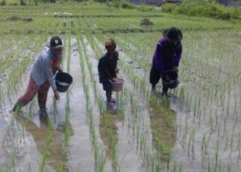 Tata Kelola Pertanian untuk Ketahanan Pangan