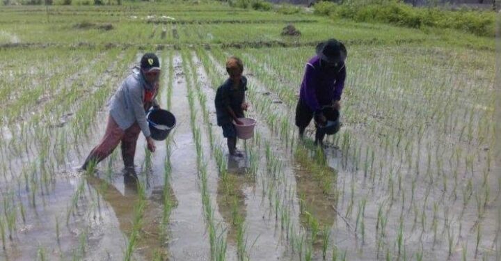 Tata Kelola Pertanian untuk Ketahanan Pangan