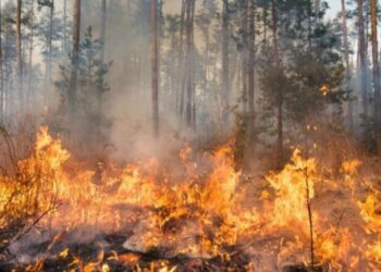 Karhutla Lara Merana