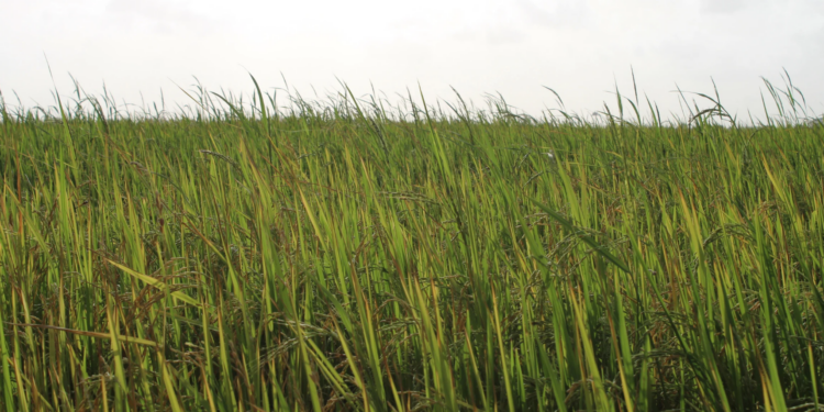 Proyek sawah cina