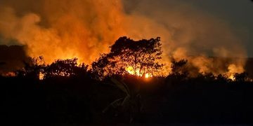 Karhutla Berulang, Hewan Terpanggang Rakyat Jadi Korban